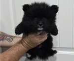 Puppy Puppy 5 Pomeranian