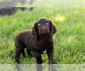 Labradoodle Puppy for sale in SHIPSHEWANA, IN, USA