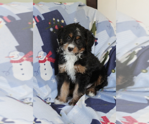 Medium Photo #13 Bernedoodle (Miniature) Puppy For Sale in MILWAUKEE, WI, USA