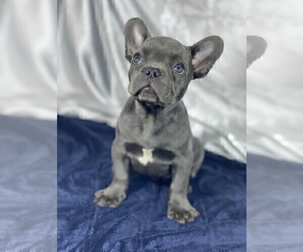Medium Photo #2 French Bulldog Puppy For Sale in BIRMINGHAM, AL, USA