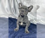 Small Photo #2 French Bulldog Puppy For Sale in BIRMINGHAM, AL, USA