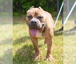 Small #32 Staffordshire Bull Terrier
