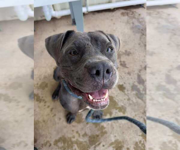 Medium Photo #2 Mutt Puppy For Sale in Abbeville, LA, USA