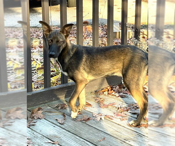 Medium Photo #29 Mutt Puppy For Sale in Wakefield, RI, USA