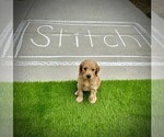 Small Photo #5 Goldendoodle Puppy For Sale in ALLENDALE, MI, USA