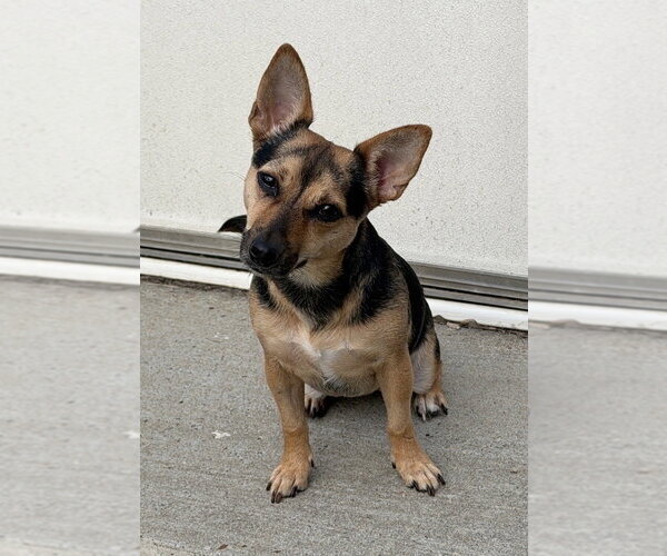 Medium Photo #3 Mutt Puppy For Sale in Boston, MA, USA