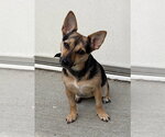 Small Photo #3 Mutt Puppy For Sale in Boston, MA, USA