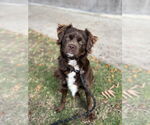 Small Photo #6 Colonial Cocker Spaniel Puppy For Sale in Studio City, CA, USA