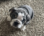 Small Photo #6 English Bulldog Puppy For Sale in MISSION VIEJO, CA, USA