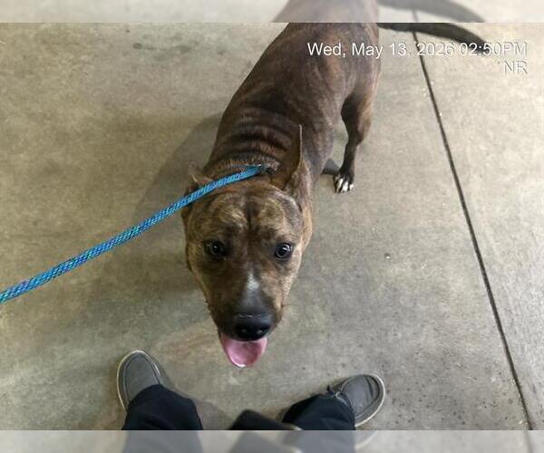 Medium Photo #1 American Pit Bull Terrier Puppy For Sale in Ocala, FL, USA