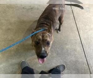 American Pit Bull Terrier Dogs for adoption in Ocala, FL, USA
