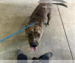 Small American Pit Bull Terrier
