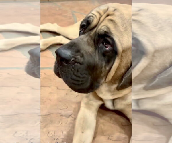 Medium Photo #5 Mastiff Puppy For Sale in Goodyear, AZ, USA