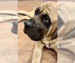 Small #4 Mastiff