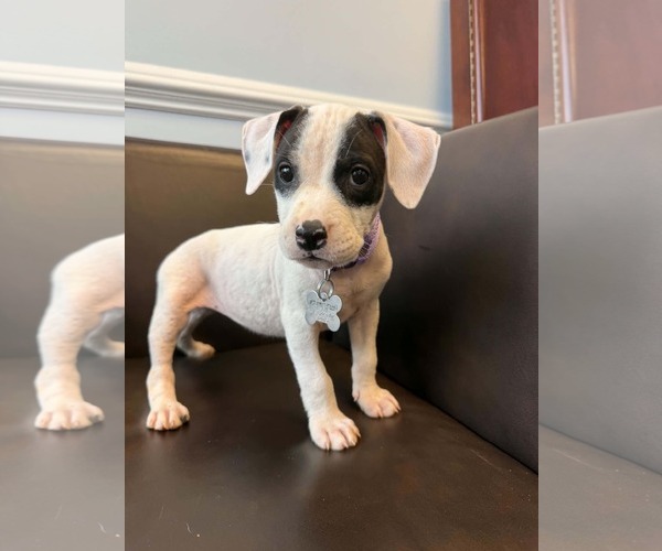 Medium Photo #1 American Staffordshire Terrier-Unknown Mix Puppy For Sale in Holly Springs, NC, USA