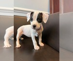Small American Staffordshire Terrier Mix