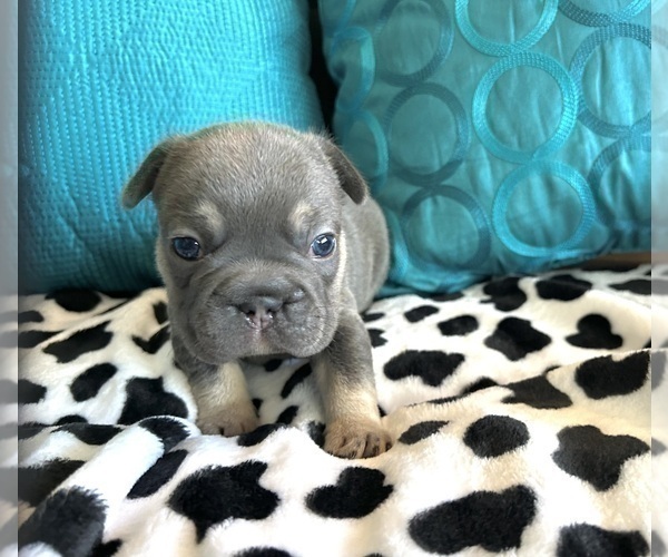 Medium Photo #51 French Bulldog Puppy For Sale in CORPUS CHRISTI, TX, USA