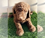 Puppy Duckie Poodle (Standard)