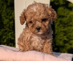 Small Photo #38 Cavapoo (Miniature) Puppy For Sale in GOSHEN, IN, USA