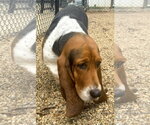Small Photo #2 Basset Hound Puppy For Sale in Deepwater, NJ, USA