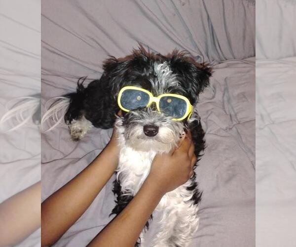 Medium Photo #2 Shih Tzu-Unknown Mix Puppy For Sale in Elmsford, NY, USA
