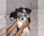 Small #1 Shih Tzu Mix
