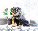 Small Photo #16 Schnauzer (Miniature) Puppy For Sale in SYRACUSE, IN, USA