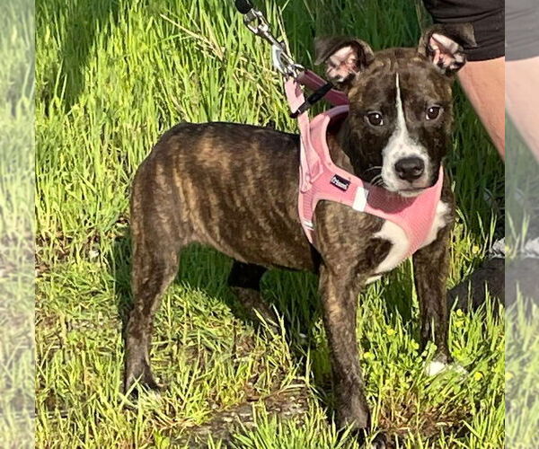 Medium Photo #6 American Staffordshire Terrier-Boston Terrier Mix Puppy For Sale in Minneapolis, MN, USA