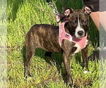 Small #5 American Staffordshire Terrier-Boston Terrier Mix