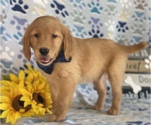 Golden Retriever Puppy for sale in LANCASTER, PA, USA