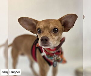 Rat-Cha Dogs for adoption in Princeton, MN, USA