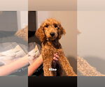 Small #2 Goldendoodle