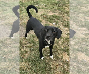 Cooper Shamus - Male Labrador Retriever Dog for Adoption - Photo #8