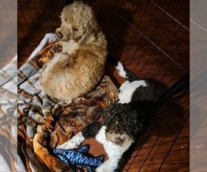 Father of the Goldendoodle (Miniature) puppies born on 06/02/2022