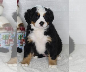 Bernese Mountain Dog Puppy for sale in FREDERICKSBURG, OH, USA