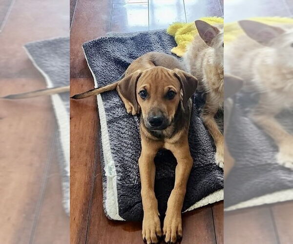Medium Photo #6 Labrador Retriever-Unknown Mix Puppy For Sale in Mooresville, NC, USA
