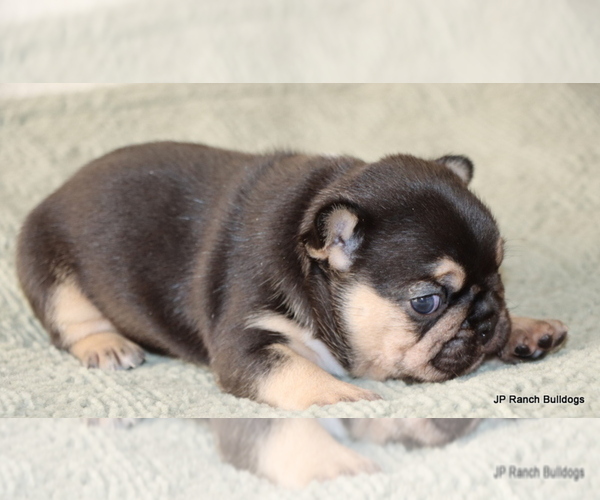 Medium Photo #2 French Bulldog Puppy For Sale in WINNSBORO, TX, USA