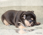 Small #1 French Bulldog