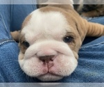Small Photo #2 Bulldog Puppy For Sale in RED BLUFF, CA, USA