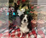 Small Photo #1 Aussie-Poo Puppy For Sale in PENSACOLA, FL, USA