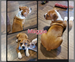 Olde English Bulldogge Puppy for sale in WHEELER, MI, USA