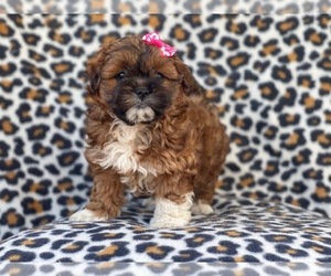 Havanese-ShihPoo Mix Puppy for sale in LAKELAND, FL, USA