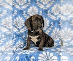 Small Photo #5 Frengle Puppy For Sale in LINCOLN UNIVERSITY, PA, USA