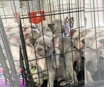 Small Photo #20 French Bulldog Puppy For Sale in SACRAMENTO, CA, USA