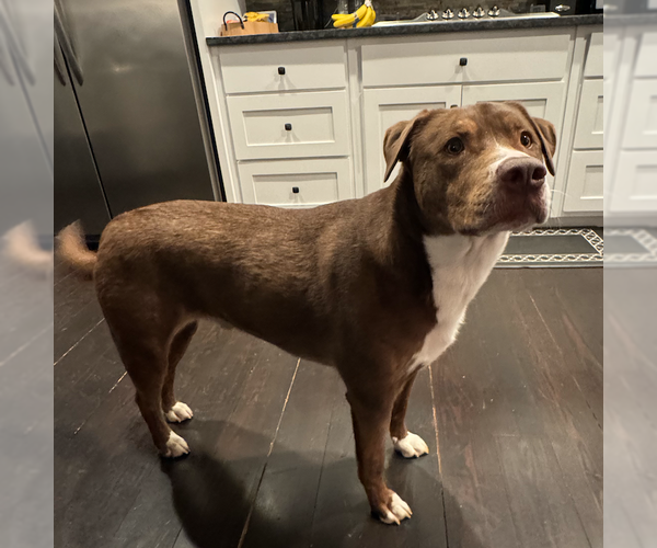 Medium Photo #2 Mutt Puppy For Sale in Decatur, GA, USA