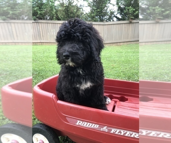 Medium Photo #18 Bernedoodle Puppy For Sale in BOWLING GREEN, KY, USA