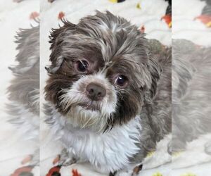 Shih Tzu-Unknown Mix Dogs for adoption in Anniston, AL, USA