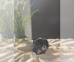 Small Photo #5 French Bulldog Puppy For Sale in FORT WORTH, TX, USA