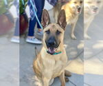 Small #4 German Shepherd Dog Mix