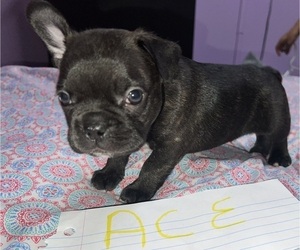 Faux Frenchbo Bulldog Puppy for sale in ROUND LAKE, IL, USA